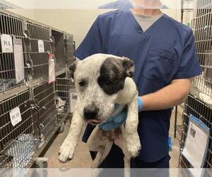 Mutt Dogs for adoption in Waco, TX, USA
