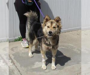 German Shepherd Dog-Huskies Mix Dogs for adoption in Louisville, KY, USA