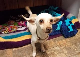 Chiweenie Dogs for adoption in Parlier, CA, USA