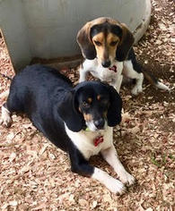 Beagle Dogs for adoption in Asheville, NC, USA