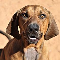 Bloodhound-Unknown Mix Dogs for adoption in Kanab, UT, USA