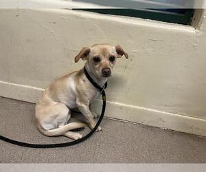 Chihuahua Dogs for adoption in Pasadena, CA, USA