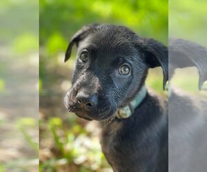 Sheprador Dogs for adoption in Groveland, FL, USA