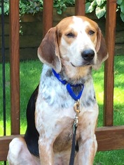 Medium Photo #2 Bluetick Coonhound-Unknown Mix Puppy For Sale in Southampton, NY, USA