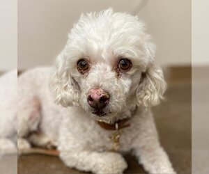 Poodle (Miniature) Dogs for adoption in Kanab, UT, USA