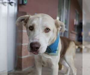 Siberian Husky-Unknown Mix Dogs for adoption in San Antonio, TX, USA