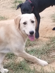 Labrador Retriever Dogs for adoption in Dalzell, SC, USA