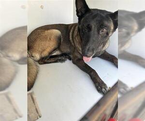 German Shepherd Dog Dogs for adoption in Houston, TX, USA