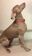 Weimaraner Dogs for adoption in Sanford, FL, USA