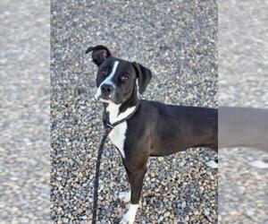 Boxer-Unknown Mix Dogs for adoption in Fort Collins, CO, USA