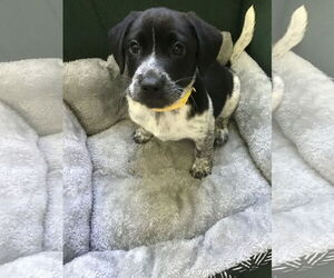 Beagle-Unknown Mix Dogs for adoption in Tampa, FL, USA