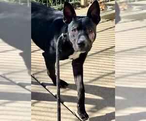 American Pit Bull Terrier-German Shepherd Dog Mix Dogs for adoption in Sacramento, CA, USA
