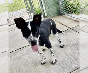 Mutt Dogs for adoption in Salisbury, NC, USA