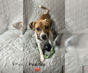 Mutt Dogs for adoption in Macon, MO, USA