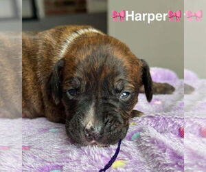 Boxador Dogs for adoption in New York, NY, USA