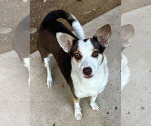 Beagle-Chihuahua Mix Dogs for adoption in Phoenix, AZ, USA
