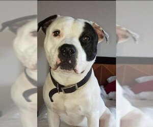 American Bulldog Dogs for adoption in Atlanta, GA, USA