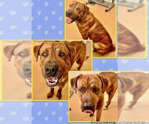 Mastiff Dogs for adoption in Derwood, MD, USA