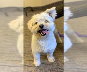 Lhasa Apso Dogs for adoption in Fargo, ND, USA