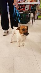 Jack Russell Terrier Dogs for adoption in Woodbridge, VA, USA