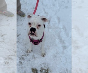 Boxer Dogs for adoption in Woodbury, MN, USA