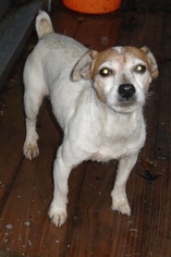Jack Russell Terrier Dogs for adoption in Stockport, OH, USA
