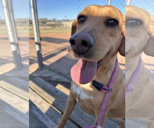 Mutt Dogs for adoption in Monticello, MS, USA