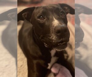 Labrador Retriever-Unknown Mix Dogs for adoption in Chandler, AZ, USA
