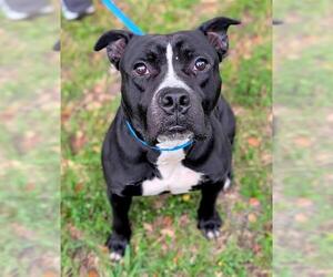 American Staffordshire Terrier Dogs for adoption in Fort Lauderdale, FL, USA