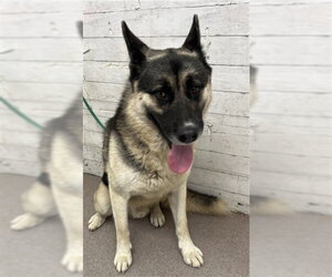 German Shepherd Dog Dogs for adoption in San Bernardino, CA, USA