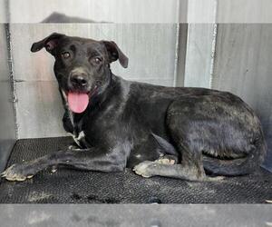 American Staffordshire Terrier-Unknown Mix Dogs for adoption in San Antonio, TX, USA