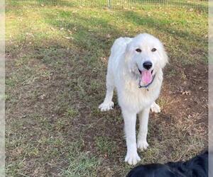 Great Pyrenees Dogs for adoption in Forest, VA, USA