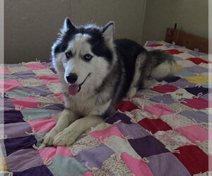 - Mix Dogs for adoption in phoenix, AZ, USA