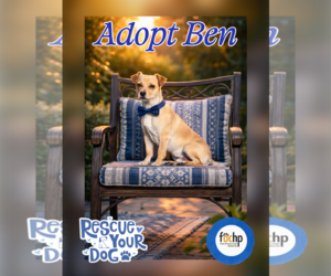 Chihuahua Dogs for adoption in Menifee, CA, USA