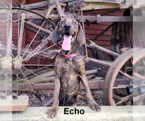 Plott Hound Dogs for adoption in Madisonville, TN, USA