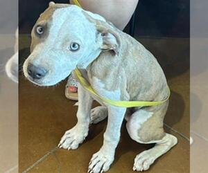 American Pit Bull Terrier-Unknown Mix Dogs for adoption in Texas City, TX, USA