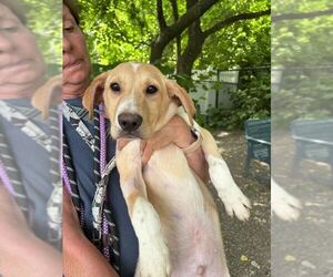 Mutt Dogs for adoption in Elmsford, NY, USA