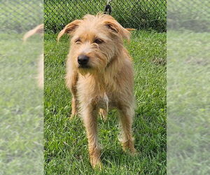 Mutt Dogs for adoption in Bridgewater, NJ, USA