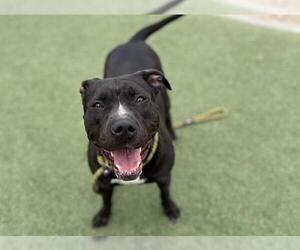 American Pit Bull Terrier-Unknown Mix Dogs for adoption in Las Vegas, NV, USA