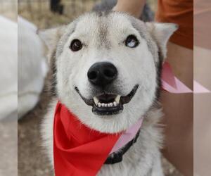 Siberian Husky-Unknown Mix Dogs for adoption in San Antonio, TX, USA