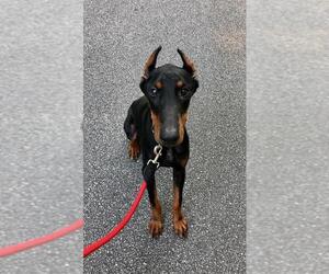 Doberman Pinscher Dogs for adoption in Fayetteville, GA, USA