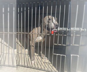 American Pit Bull Terrier Dogs for adoption in Louisville, KY, USA