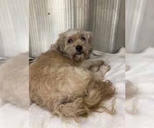 Shih Apso Dogs for adoption in Rosenberg, TX, USA