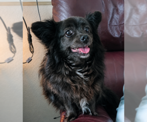 Chihuahua-Unknown Mix Dogs for adoption in Cranston, RI, USA