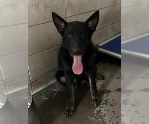 German Shepherd Dog Dogs for adoption in Stockton, CA, USA