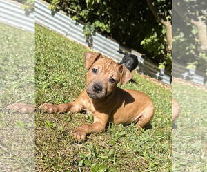 Mutt Dogs for adoption in Royal Palm Beach, FL, USA