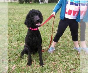 Poodle (Standard) Dogs for adoption in New Smyrna Beach, FL, USA