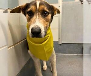 American Staffordshire Terrier-Unknown Mix Dogs for adoption in San Antonio, TX, USA