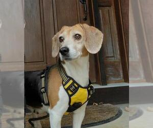 Beagle Dogs for adoption in Waterford, VA, USA