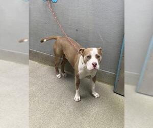 Mutt Dogs for adoption in Las Vegas, NV, USA